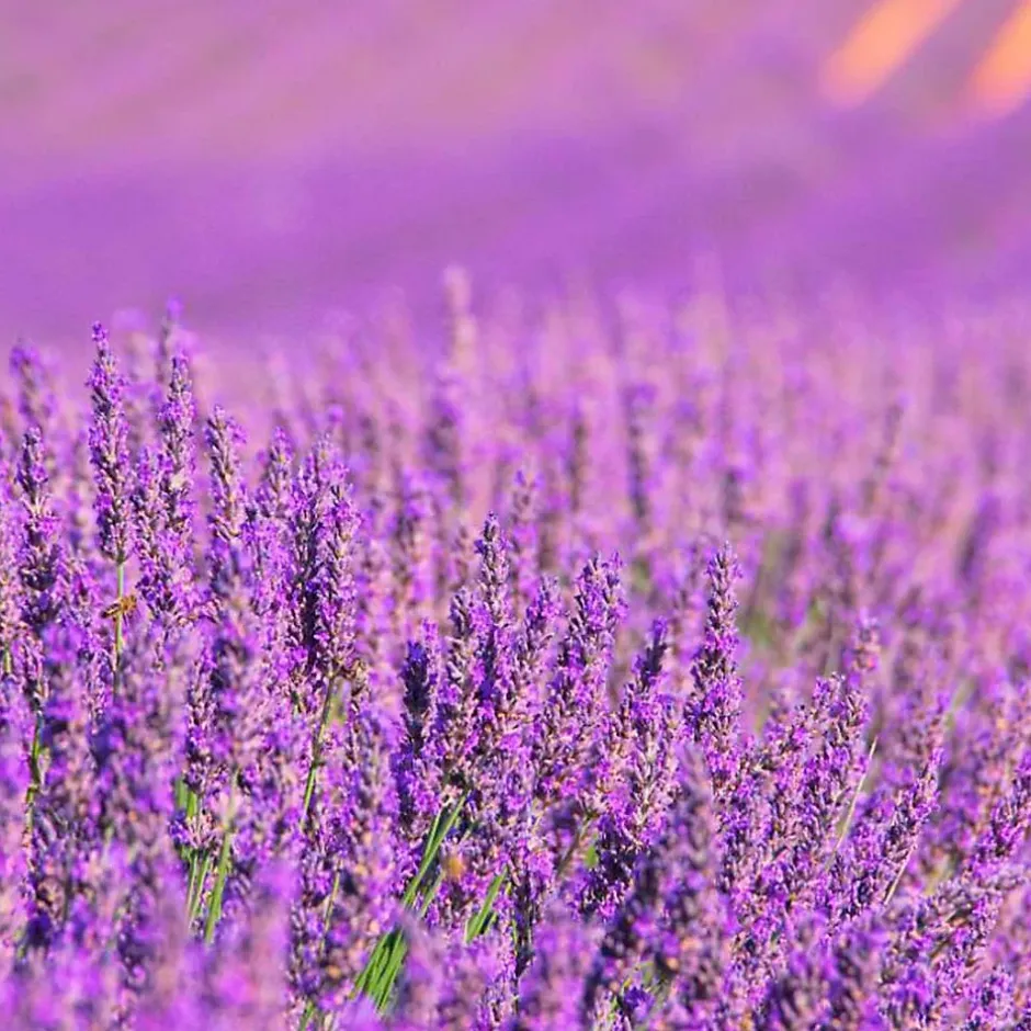 Mamamanuela Parfum Lavender Expression pour lampe catalytique (200 ml) - Élimine les mauvaises odeurs, parfume et nettoie l'environnement Hot