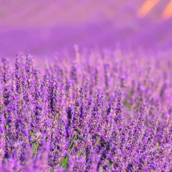 Mamamanuela Parfum Lavender Expression pour lampe catalytique (500 ml) - Élimine les mauvaises odeurs, parfume et nettoie l'environnement