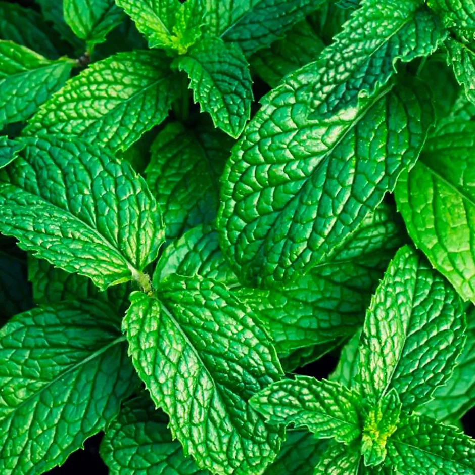 Mamamanuela Parfum Mountain Mint pour lampe catalytique (500 ml) - Élimine les mauvaises odeurs, parfume et nettoie l'environnement Sale